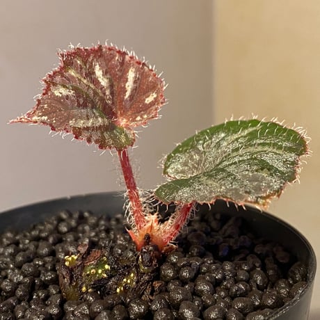 Begonia sp. from Cao Bang [YH251019] TK