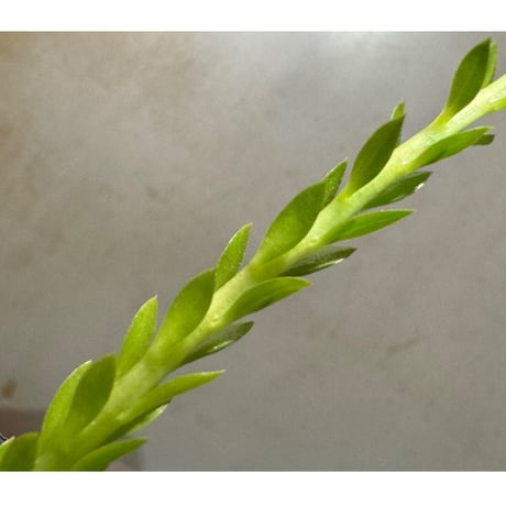 Phlegmariurus phlegmarioides Aimas, Sorong, West Papua 伊藤蟻植物農園