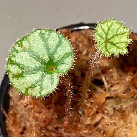 Begonia austroguangxiensis