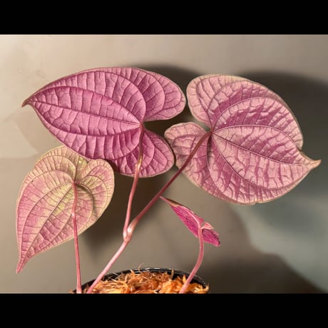 (常湿育成) Dioscorea dodecaneura (discolor)