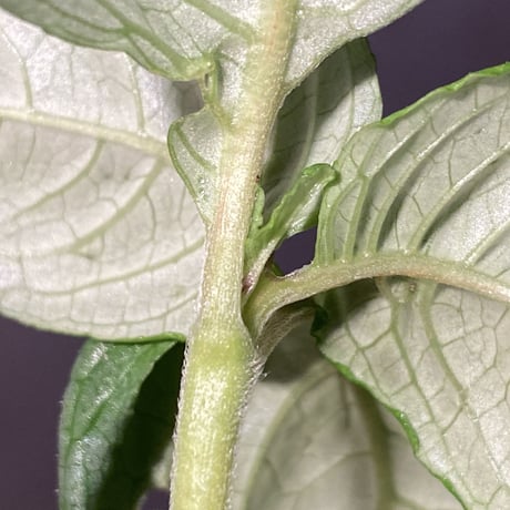Ophiorrhiza? sp. "Kab. Sanggau" Kal barat [TB]