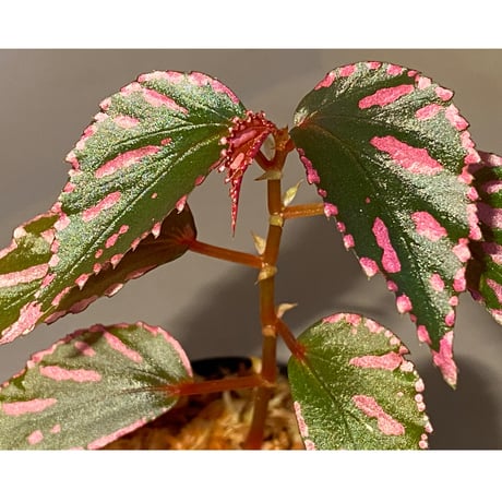 Begonia sp. ぼっち株 from Julau [R1214-01b]