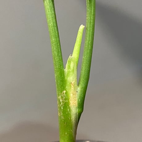 Aglaonema pictum tricolor "NIRVASH" from Pulau Nias [AZ]