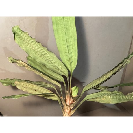 Mapania cuspidata from Bengkayang West Kalimantan ②