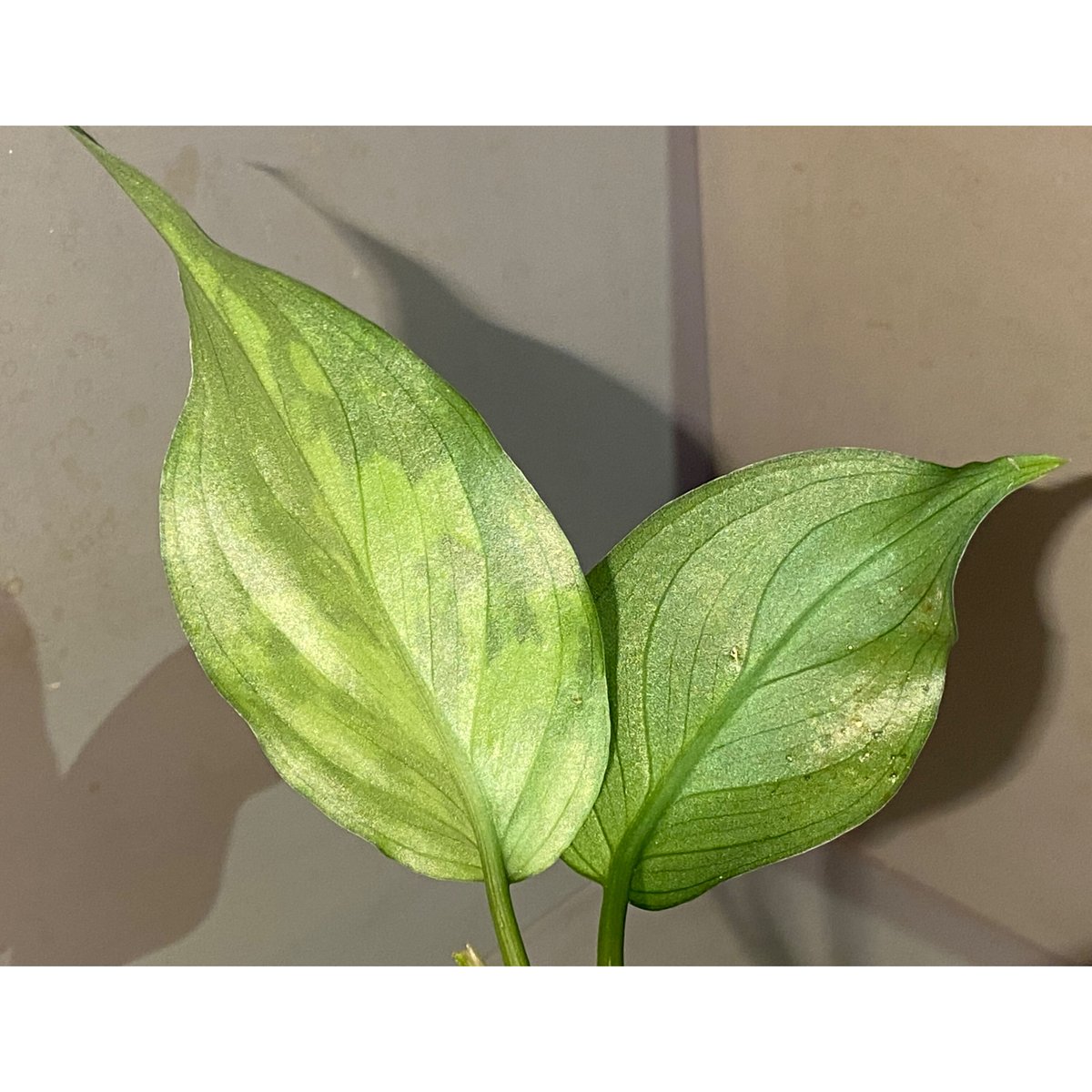 アグラオネマ ピクタム LA0121-01z-b Yahoo!オークション - Aglaonema pictum Aceh sumatera ［LA0121
