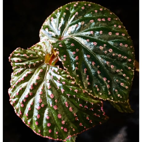 Begonia sp. from Saripoi [LA0813-2]
