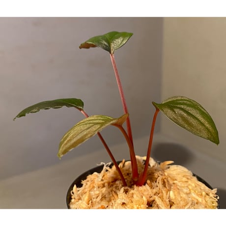 Homalomena sp. from Pulau Lingga
