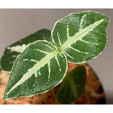 Argostemma bifolium from Bukit Larut [TK130717]