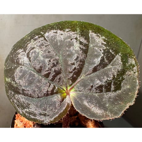 Begonia sp. from Cao Bang [YH251019] TK