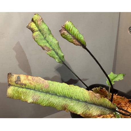 Asplenium sp. from Sulawesi