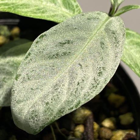 Acanthaceae gen. from Selangor alt 400 [TK050315]