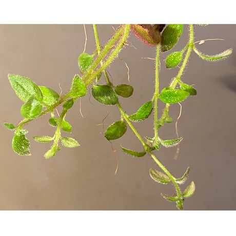 Columnea gloriosa
