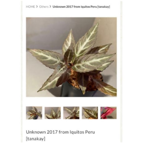 Unknown 2017 from Iquitos Peru [tanakay]