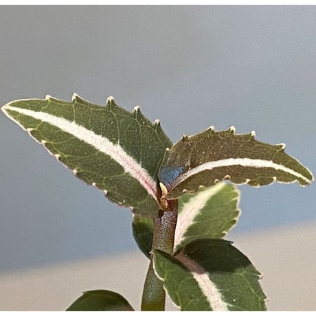 Labisia sp. from Kapuas hulu Kalimantan barat