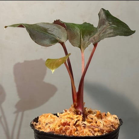 Homalomena sp. "Deep Purple" JKT from Pulau Nias [AZ0215-1]
