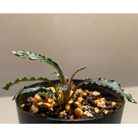 Bucephalandra sp. "Mangat" [MF0417-2A]