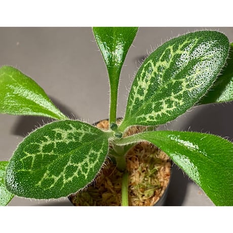 Primulina dryas from South China