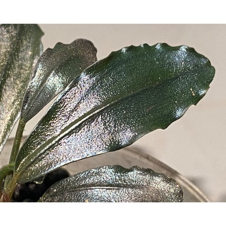 (４芽) Bucephalandra sp. "Batang kawa" 組織培養水上育成株