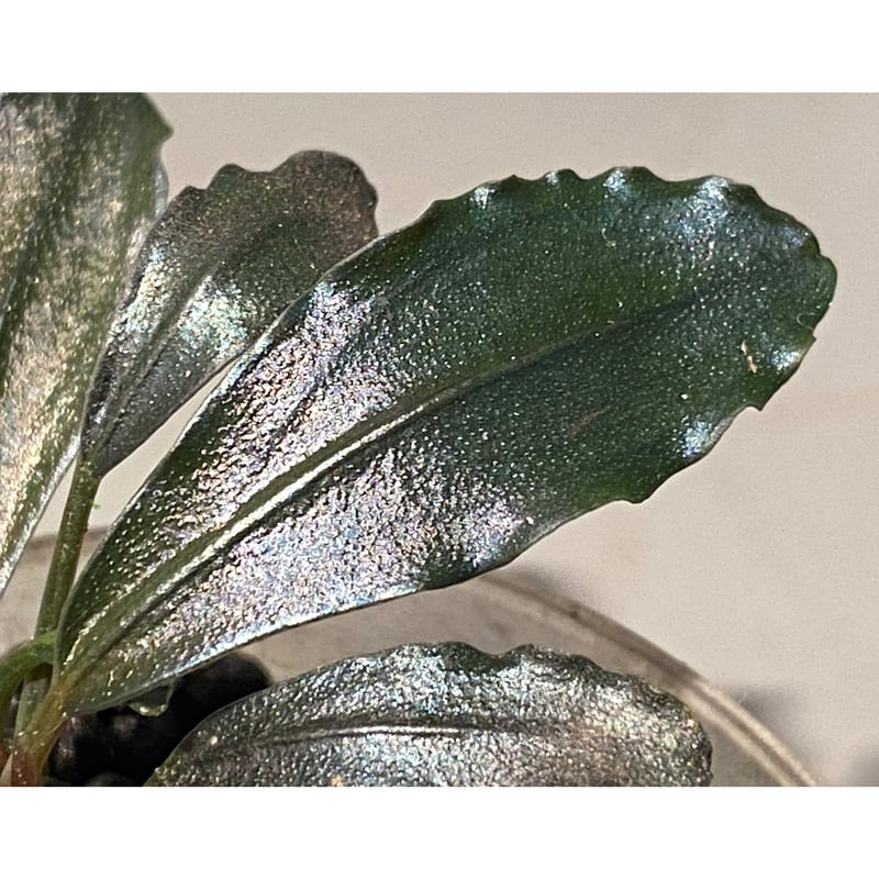 4芽) Bucephalandra sp. 4芽) Bucephalandra sp.