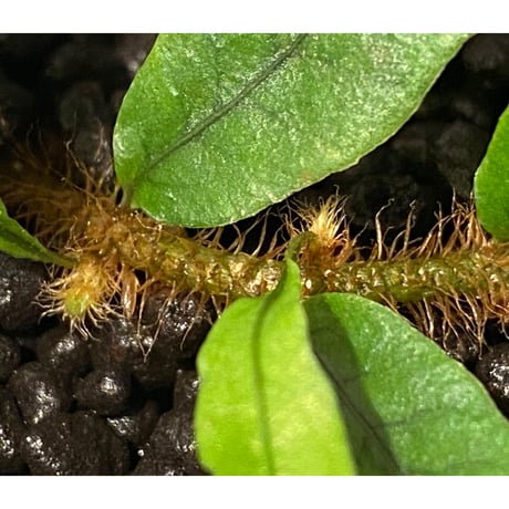 Microgramma lycopodioides from Guatemara 伊藤蟻植物農園