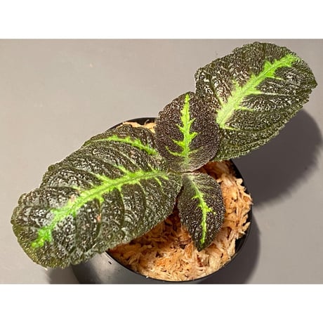 Nautilocalyx picturatus