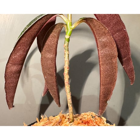 Labisia sp. from Landak West Kalimantan