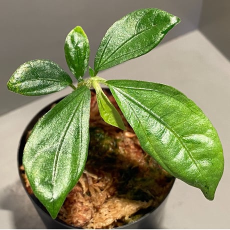 Elatostema sp. from Nopphitam [TK260915]