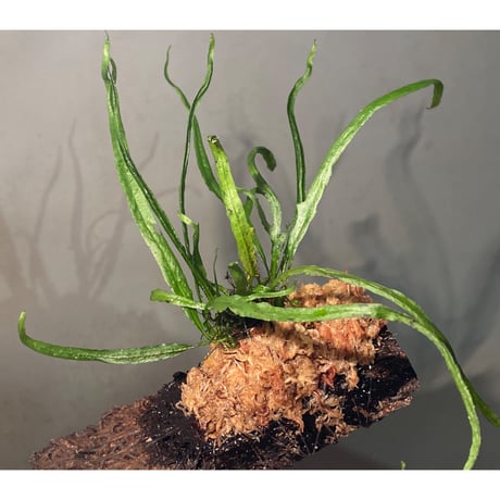 Microsorum pteropus "Serawai" Sintang Kalimantan barat [TB]