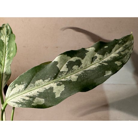 Aglaonema pictum A しるば〜らいん from Aceh sumatera [LA0217-04]