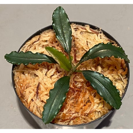 Bucephalandra sp. "Pakak 3" [MF0417-5A]