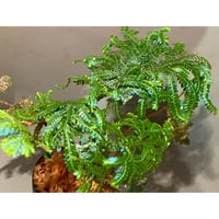 Selaginella willdenowii from Pahang Malaysia