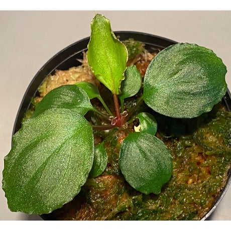 Homalomena sp. from Tambunan [TK200217]