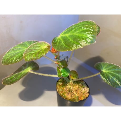 Begonia sp. from Manaus