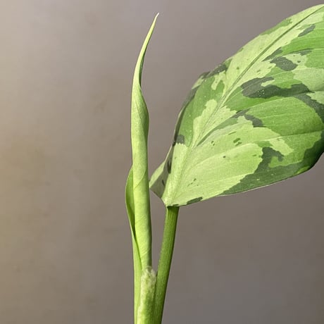 Aglaonema pictum tricolor from Aceh sumatera [LA0819-01b]