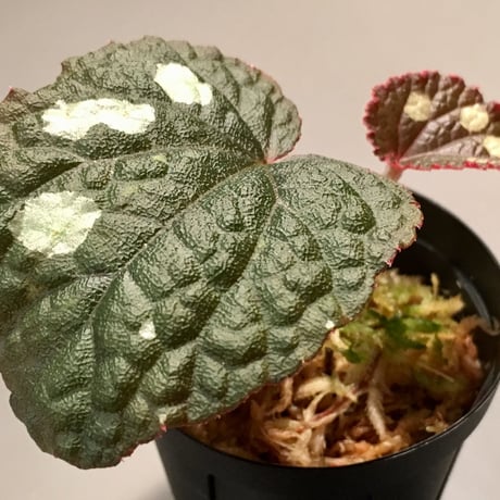 Begonia sp. from Tuyen Quang [YH1117]