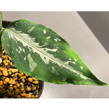Aglaonema pictum from Tigalingga [GT1803]