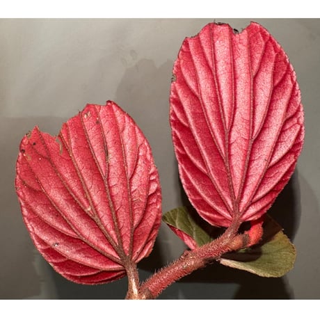 Begonia sp. from Kapuas hulu West Kalimantan