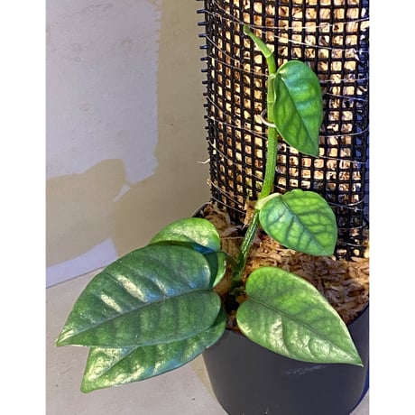 Philodendron sp. from Venezuela [tanakay]