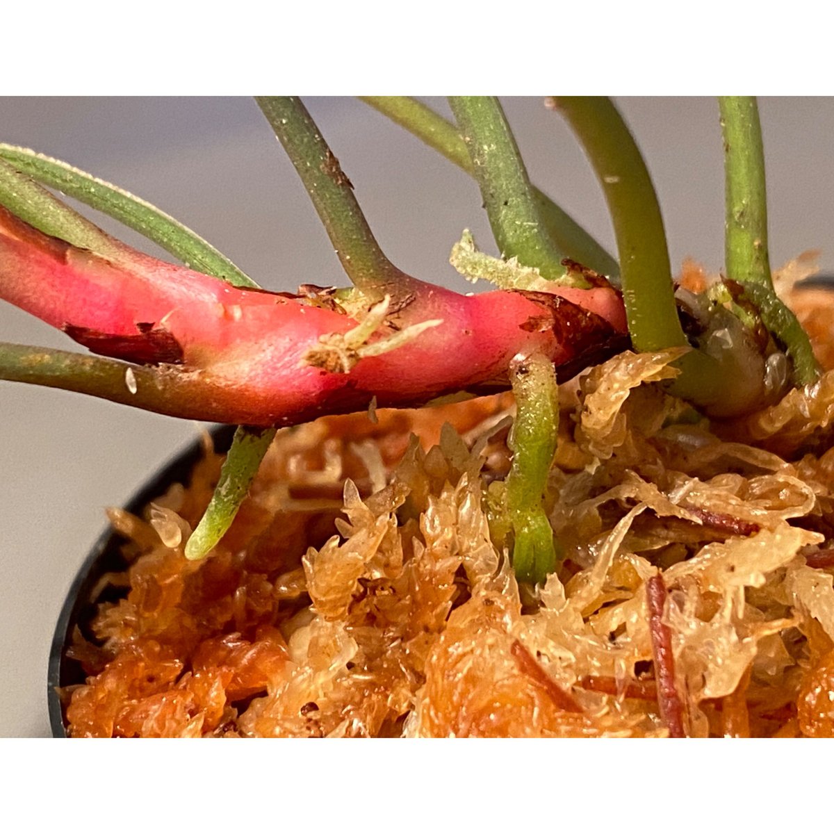 Bidayuha Crassispatha Kalimantan Barat中株 Piptospatha sp. from 