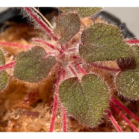Sonerila dongnathamensis [LA]
