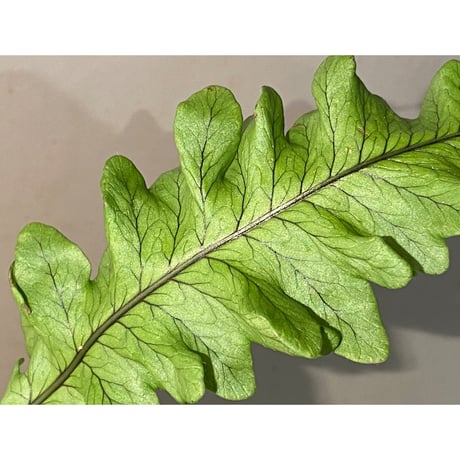 Serpocaulon semipinnatifidum from Ecuador 伊藤蟻植物農園 ②