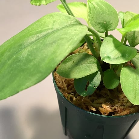 Homalomena sp.Emerald Silver x ? from Kepulauan Riau wf1 [KZT]タグ付き