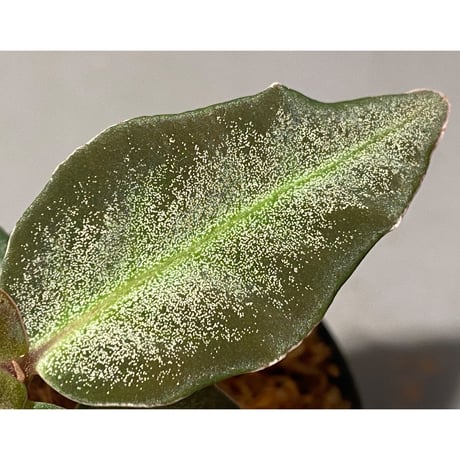 Ardisia malauiana from Kalimantan barat