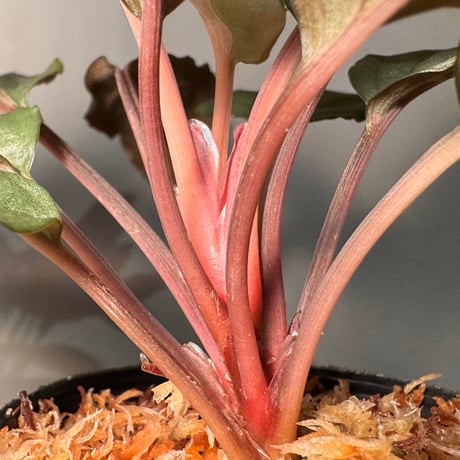 Homalomena sp. "Amber Velvet" from Kepulauan Riau