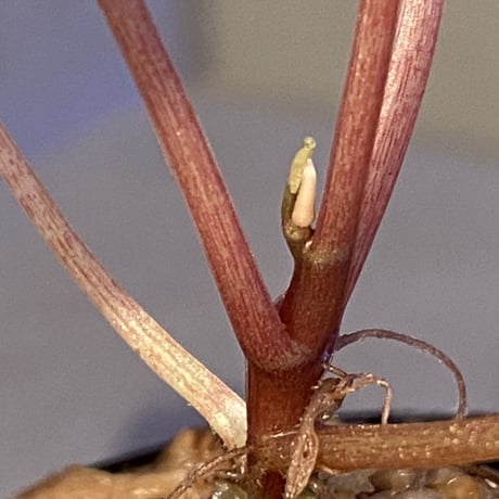 Peperomia meridiana from Ecuador [tanakay]