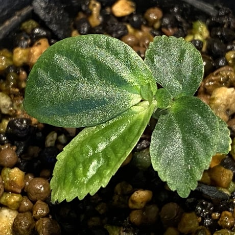 Gesneriaceae sp. from West Kalimantan