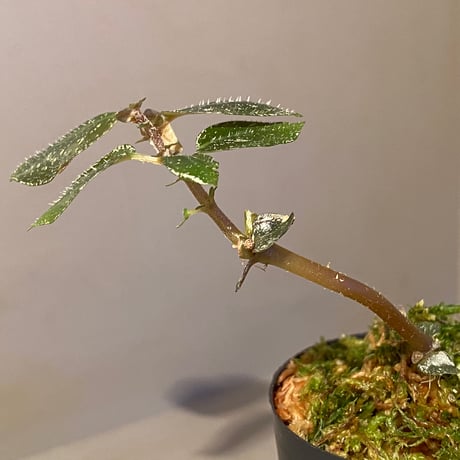 Argostemma hookeri from Malay Peninsula