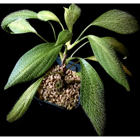 Homalomena hasei "狐尾" from Aceh sumatera [LA0616-04]