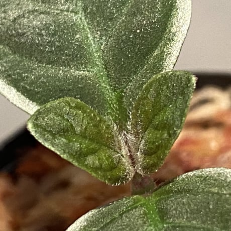 Cosmianthemum bullatum [LA0515-02]