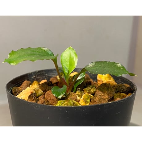 Homalomena 'Rec1-29' K0718-f1 [KZT]